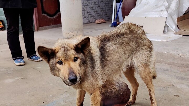 [Old Crazy Yang] The famous kangaroo dog is pregnant with a dog baby? !