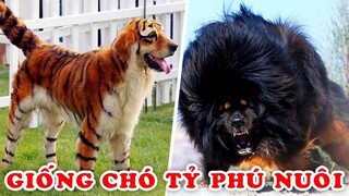 15 Giống Chó Lạ Đắt Nhất Chỉ Dành Cho Tỷ Phú Nuôi