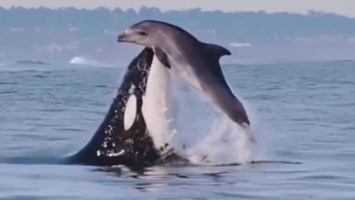 There are weirdos in the sea, on land, and in the sky.