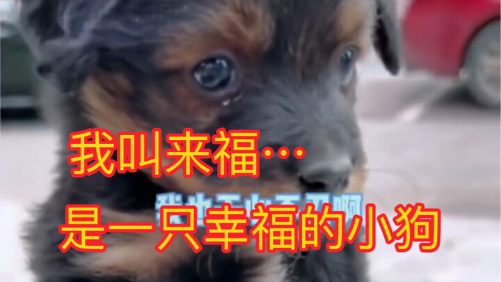 تذكرتُ، اسمه لايفو، في الحياة القادمة سيكون محظوظًا!