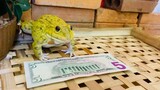 Don’t touch my money 🤣🤣🤣🤣funny frogs sounds funny animals