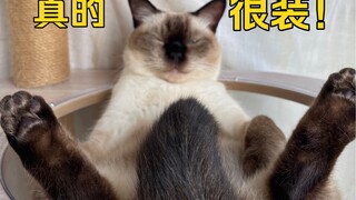 我的猫，装神弄鬼第一名