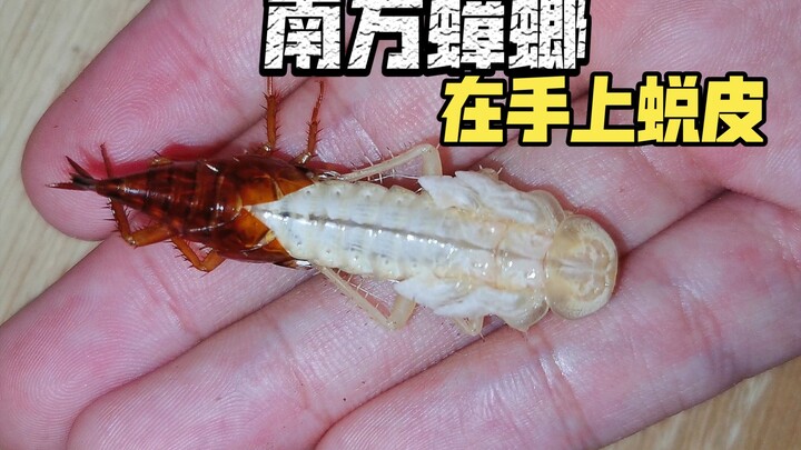 Cứu con gián đang lột xác, nâng nó trong lòng bàn tay