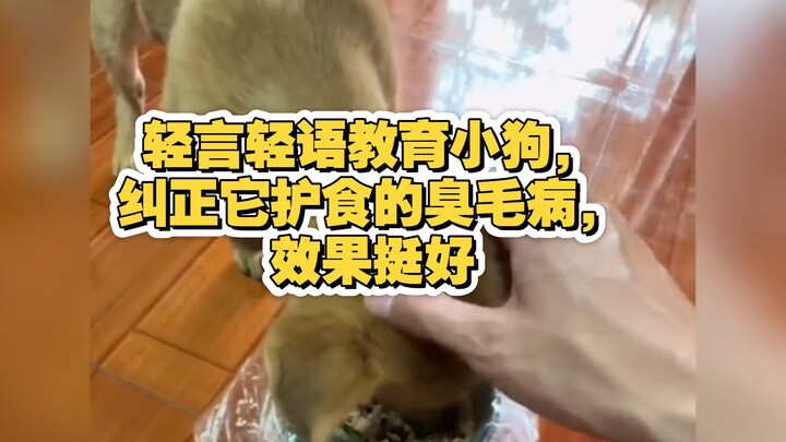 Mendidik anak anjing dengan lembut, memperbaiki kebiasaan buruknya yang suka melindungi makanan, has