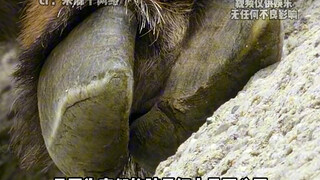 你可是真正的攀岩老祖，你居然担心它会摔死