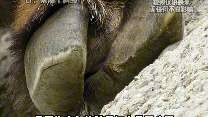 你可是真正的攀岩老祖，你居然担心它会摔死