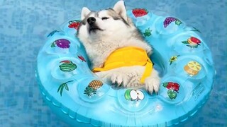 This husky dog learned to swim on its back the very first time it ever swam!