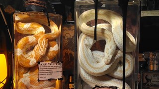 “翼火-素金”蛇标本【重度标本日常】