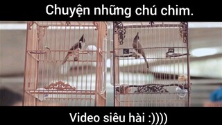 Chuyện những chú chim