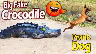 Big Fake Crocodile Prank Dog Very Funny - Prank Dog Challenge 2021 - Must Watch Funny Comedy Video