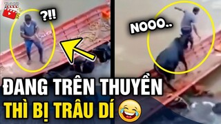 Tin 3 Phút Hài | Tổng hợp tình huống 'HÀI ĐỘNG VẬT' không cười không lấy tiền P45