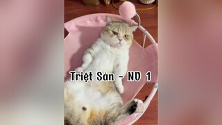 Mừiii tháng mừiii anh mất 🦉nha. Tội nghiệp em  bị anh body samsung 🐵🙈🙉 cat mèo