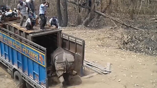 Con người phóng sinh tê giác lại vì một hành động mà chọc giận tê giác