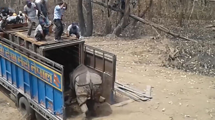 A rhino got ticked off and horned in others' fun