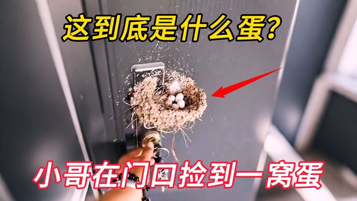 A young man unexpectedly discovered a nest of bird eggs on his door. After successfully hatching the