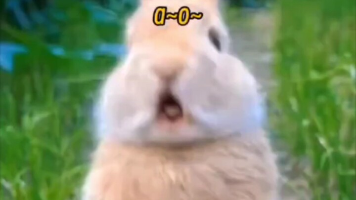 Dễ thương quá chừng~