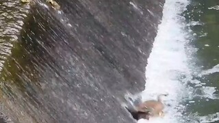 Mother Duck: Today we will learn how to slide the Earth