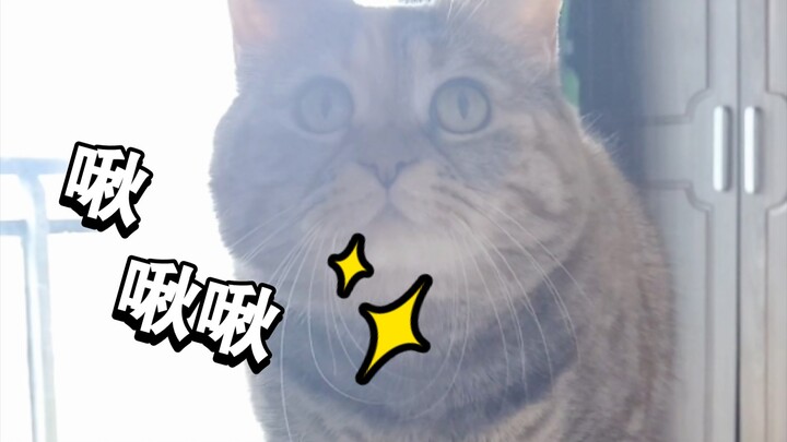 A light little bird sings on a branch 🎤