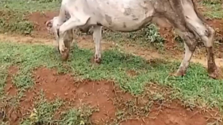 Unbelievable! Rare & Unusual Cow with Unique Body Structure 😱 (অদ্ভুত গঠনের গরু)