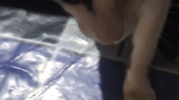kucing lapar