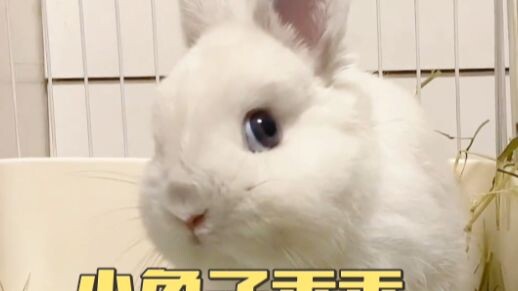 ที่แท้เจ้ากระต่ายน้อยแสนเชื่องกำลังหลอกมันอยู่ ไม่ได้กำลังชมมันเลย