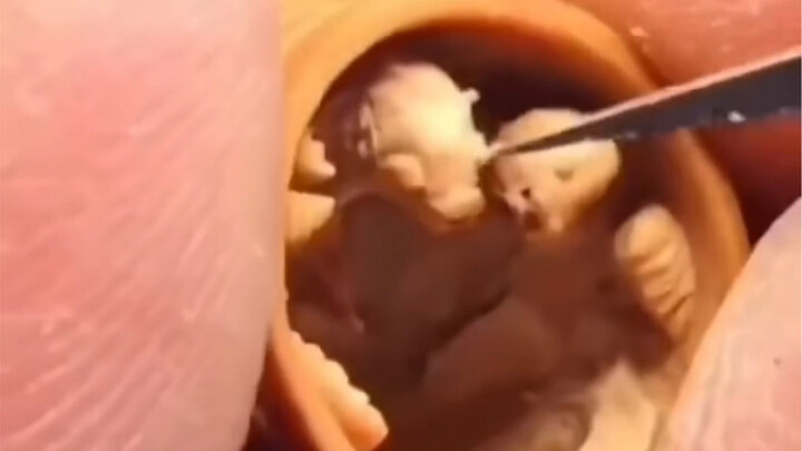 There are fish in the miniature carving frame