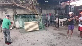 alimbuyugin vs hennie kanan tari samin nanakbo kalaban