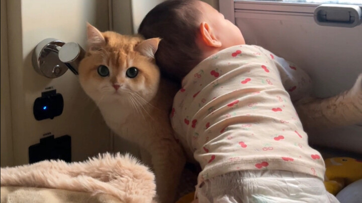 Kitten: Oops, I mistook Mom!