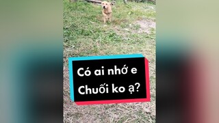 Chẳng ai nhớ e Chuối rồi. Huhu.  cunyeucuadua chó chócon chókhôn chócute