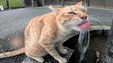 Mèo: Vặn hộ cái vòi với, tui khát quá
