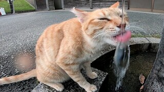 只能喝水龙头水的野猫，野猫「不好意思，我想喝水帮我开开水龙头」