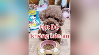 Dù là ba cho ăn loại hạt mới, con vẫn ăn ngon lành nè cô chú ơi ❤ HatDe TeamHatDe HelloDog dogsofttiktok Dog 강아지 멍멍이 ThuCung DogTraining doglover