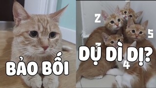 MỒN LÈO đi lạc nửa năm cuối cùng chịu quay về, NHƯNG MÀ... | Pets TV