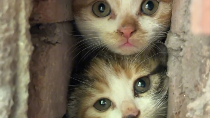 Come on, kittens who can stack are super cool, okay?