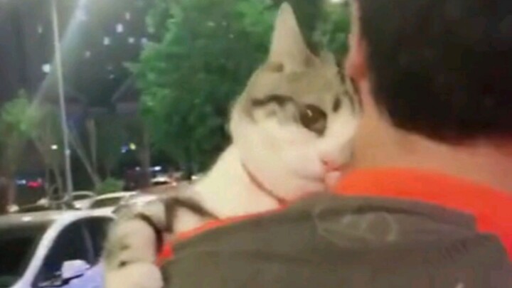 Kucing Teh Hijau: Kakak sangat garang