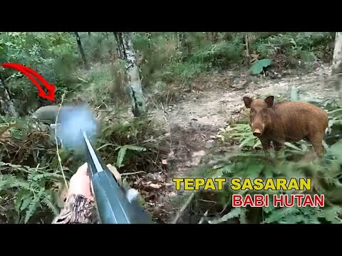 HEBAT...! PENEMBAK JITU LUMPUHKAN BANYAK BABI HUTAN ||