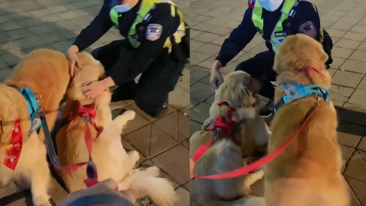 Who hasn’t dreamed of being a police dog? Two golden retrievers were so smitten with the cop they co