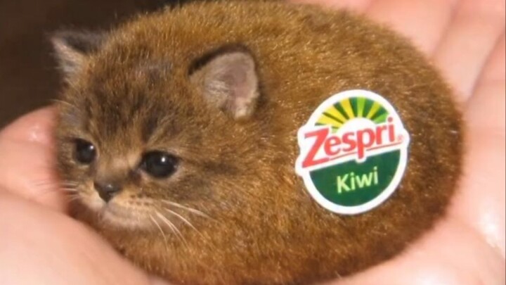 Con mèo này là sao vậy???