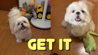 Shih Tzu Dog Gets And Returns His Toy into the Basket