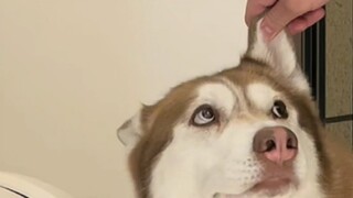 Giám sát là một chuyện tốt...Mocha bạn cùng lớp, hy vọng sau này bạn có thể ngồi thẳng, chỉ cần nhận