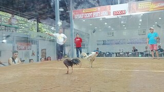 kaysakat cockpit arena