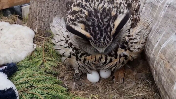 Cú mèo lộ bụng hồng để ấp trứng, Yoll thật là chăm chỉ!