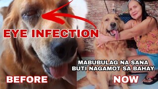 GAMOT SA INFECTION SA MATA, KATARATA PAGKABULAG AT IBA PA | MUNTIK NG MABULAG ASO NAMIN