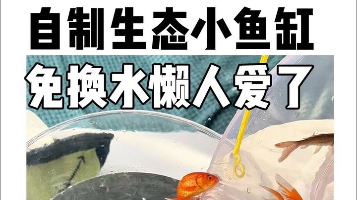 DIY lazy mini fish tank—raise fish the easy way!