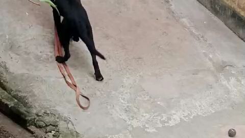Dangerous Dog fun time 🙈🙈🙈🙈😂😂😂........