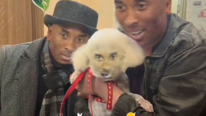 东北牢姐去动物医院