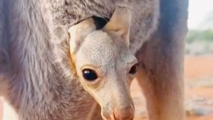 The kangaroo’s pouch