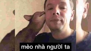 Mèo nhà người ta