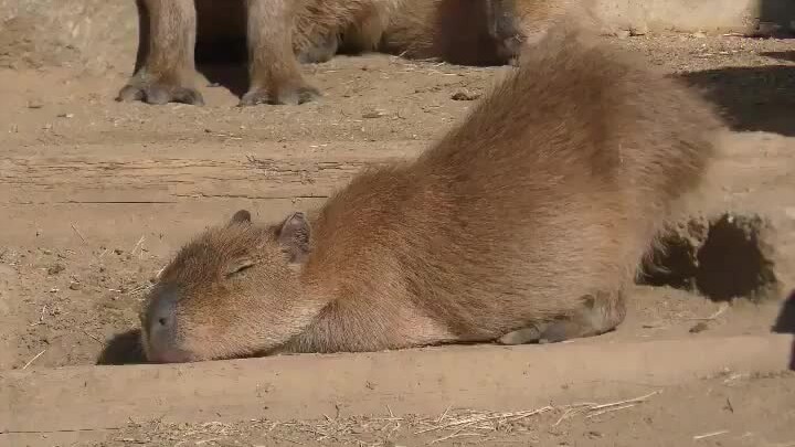 Dia tertidur sambil berdiri, jatuh terus tetap tidur (*'エ`*)