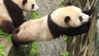 Gấu trúc thử plank